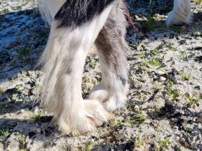 Border Collie Wurf Ankündigung