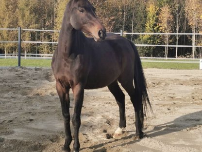 16-jährige Warmblutstute