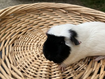 Crested Meerschweinchen