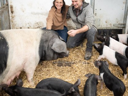 Freiland Ferkel, Schweinehälften abzugeben