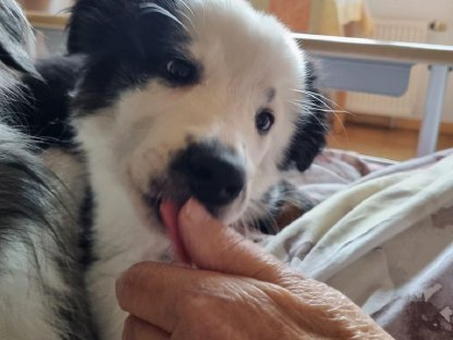 Border Collie Bub mit Papieren