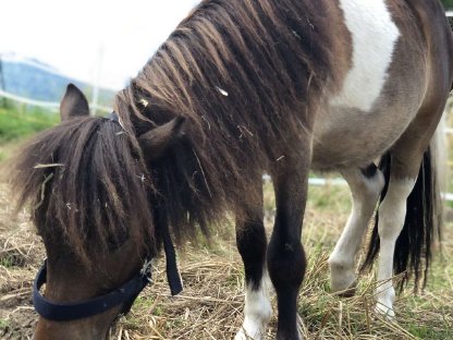 Shetland Pony