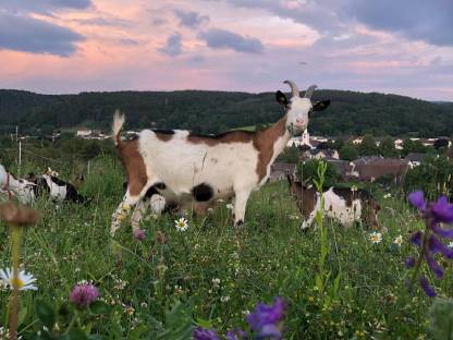 HB Steirische Scheckenziegen weiblich