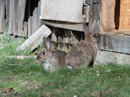 Kaninchen abzugeben