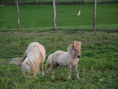 Pony/Minishetty