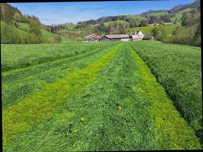 Silageballen 4. Schnitt gehäckselt