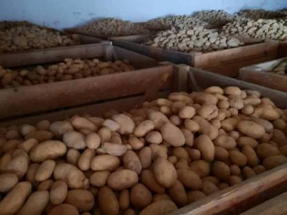 Bild 3:Verkaufe Kartoffeln, Erdäpfel (Ditta, Valdivia)