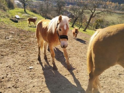 Haflinger