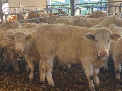 Charolais Kalbinnen