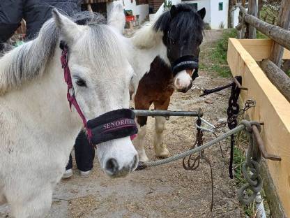 Pony Kutschengespann