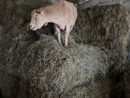 Zwei Ziegen Benny und Maggy suchen ein schlachtfreies Zuhause