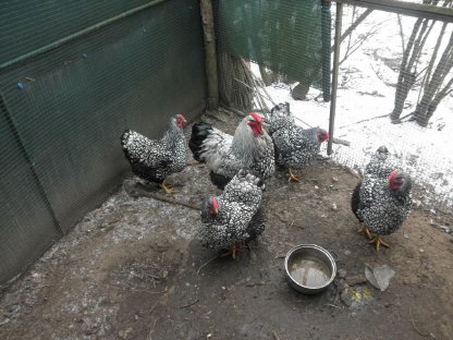 Wyandottenhähne Großrasse silber-schwarzgesäumt