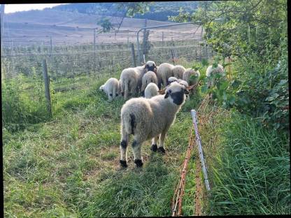 Walliser Schwarznasen Schafe