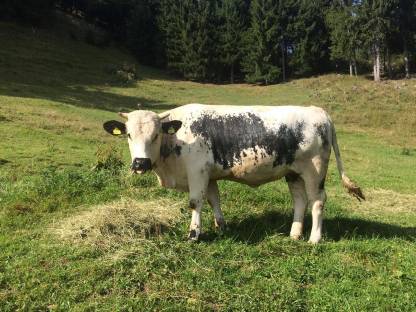 Pustertaler Sprinzen