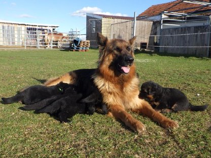 Altdeutsche Schäferhund-Welpen