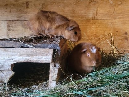 Super süße Meerschweinchen abzugeben