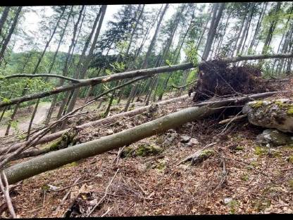 Bild 6:Mobiler Lohnschnitt und Forstarbeiten