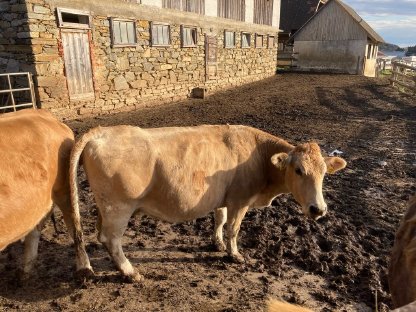 Bio Murbodner Mutterkuh mit Kuhkalb