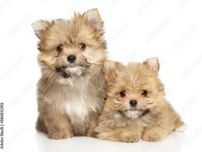 Yorkiepoo x Pomeranian Welpen suchen ab Ende Januar ein neues Zuhause