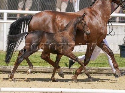 Bild 4:Dressurbetontes Hengstfohlen mit Qualität zu verkaufen