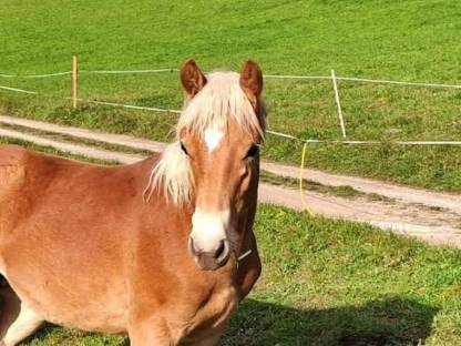 Haflinger Hengstfohlen