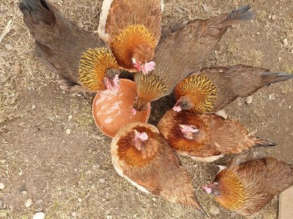 Bio-Altsteirerhennen wildfarben