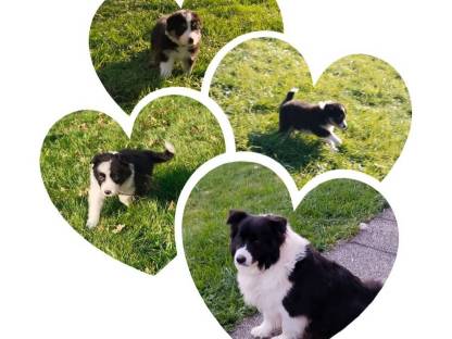 Reinrassige Border Collie Welpen