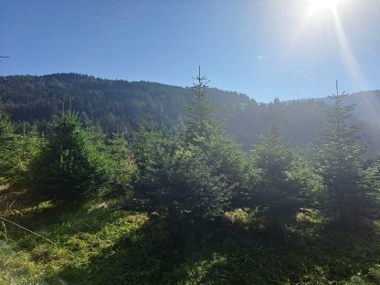 Christbäume aus biologischem Anbau