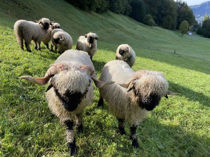 Walliser Schwarznasen