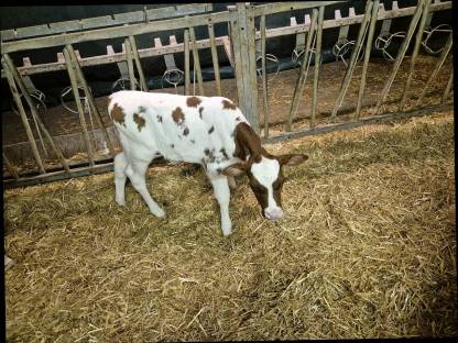 Holstein Kälber weiblich