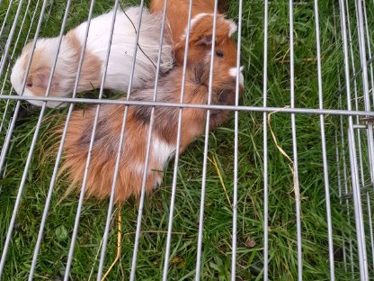 Bild 4:Hasen und Meerschweinchen