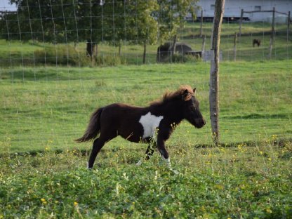 Bild 5:Pony/Minishetty
