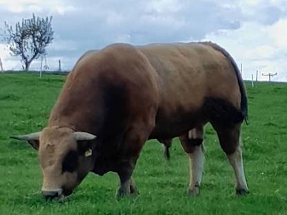 Aubrac Stier