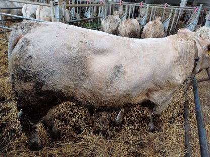 Verkaufe Charolais Zuchtstier