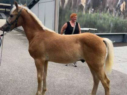 Haflinger Hengstfohlen