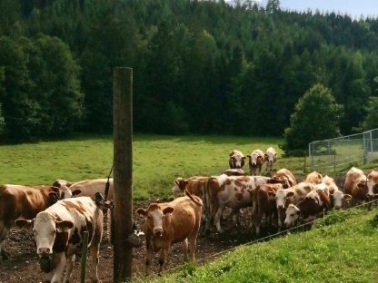 Freie Einstellplätze für Kalbinnenaufzucht