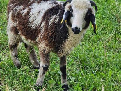 Montafoner Steinschaf Böcke