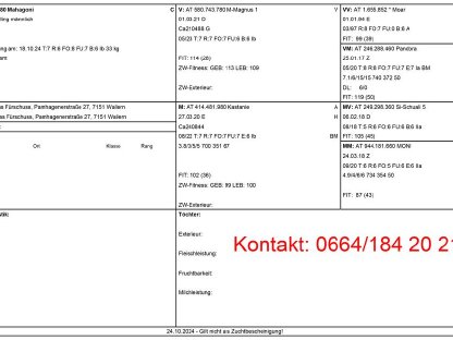 Bild 5:HB PINZGAUER Zuchtböcke