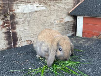 Zwergkaninchen