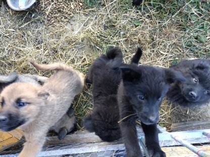 Zuckersüße Labrador Eurasierwelpen