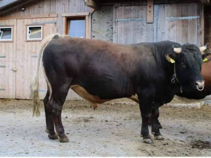 Tuxer Stier zu verkaufen