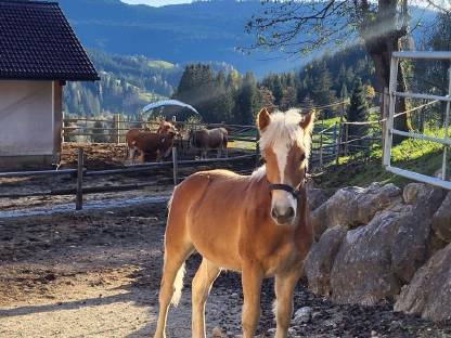 Haflinger Hengstfohlen