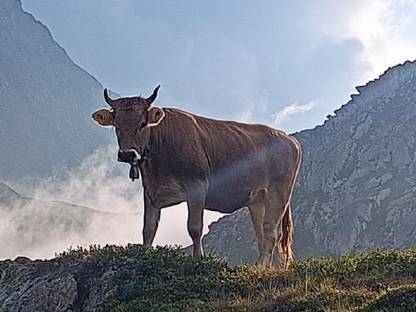 Original Braunvieh Kalbin und Jährling