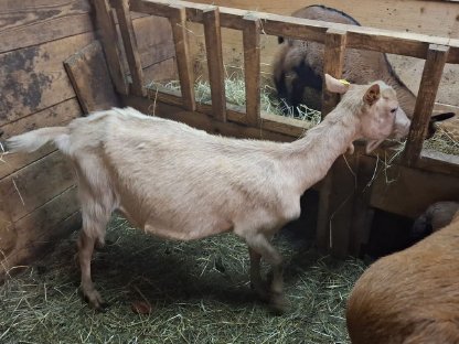 Ziege mit 2 Bockkitzen zu verkaufen