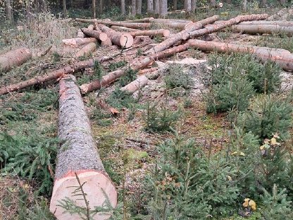 Bild 7:Holzschlägerung, Rückung, Durchforstung