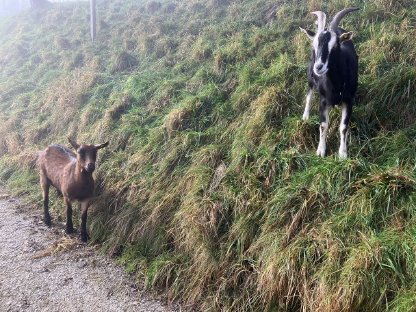 Deckfähige Ziege und kastrierter Bock zu vergeben