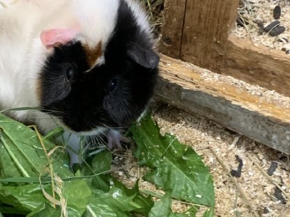 Rassemeerschweinchen zu verkaufen