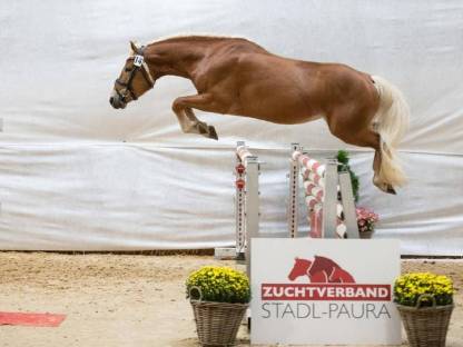 Sportlicher, gut gerittener Haflingerwallach V: Sternwächter