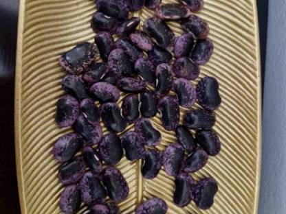 Bild 2:Stangenbohnen