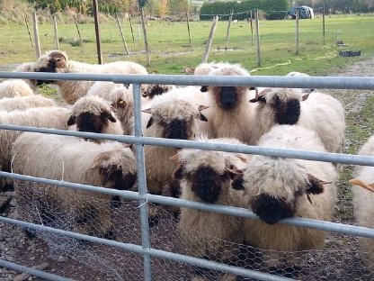 Bild 8:Walliser Schwarznasen Auen und Widder